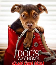 فيلم A Dog’s Way Home 2019 مترجم