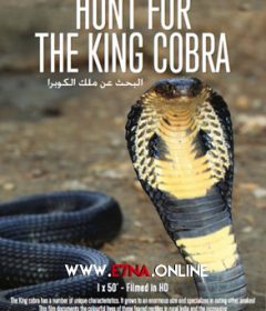 فيلم Search for the King Cobra 2015 مترجم