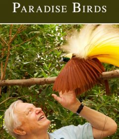 فيلم Attenborough’s Paradise Birds 2015 مترجم