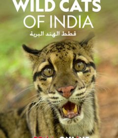 فيلم قطط الهند البرية مدبلج