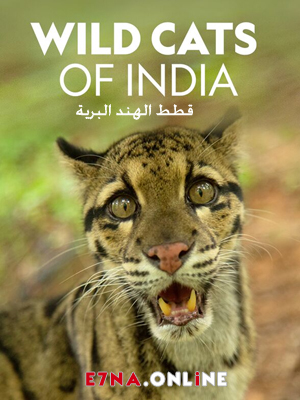 فيلم قطط الهند البرية مدبلج