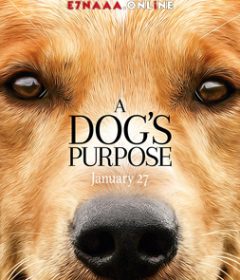 فيلم A Dog’s Purpose 2017 مترجم